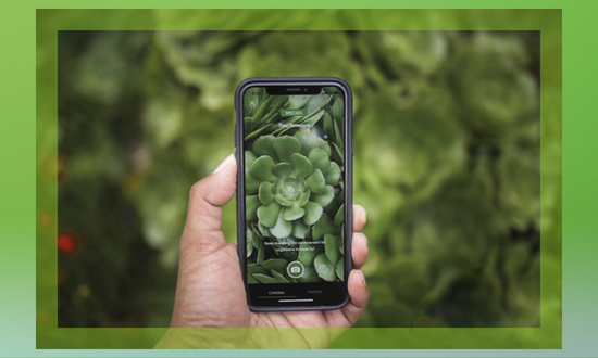 Aprenda tudo sobre plantas com esses aplicativos