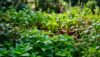 Suas plantas: Identifique e receba dicas de cultivo