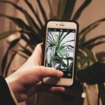 Identificador de Plantas: Baixe o App Agora