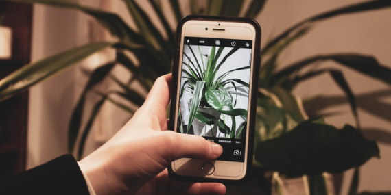 Identificador de Plantas: Baixe Agora Grátis