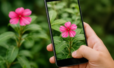 Aplicativo Para Identificar Plantas Usando a Câmera do Celular